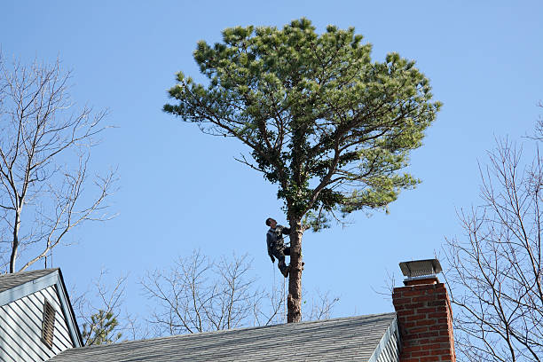 Best Tree Removal  in Plano, IL